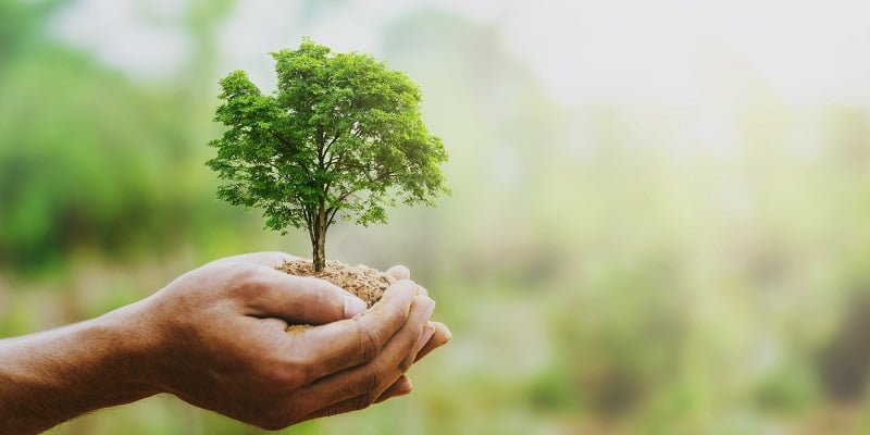 hand holdig big tree growing on green background with sunshine