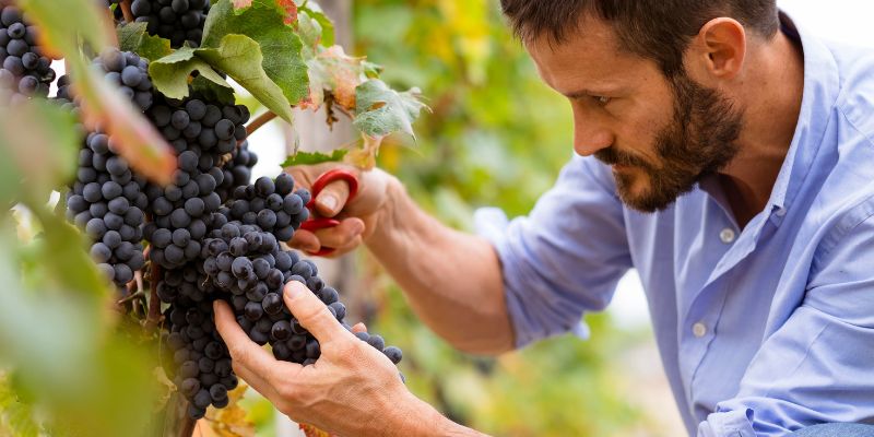 Ricerca e innovazione per lo Smart Agrifood nel Nord-est