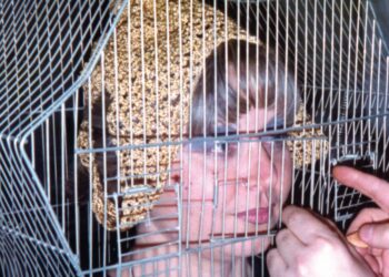 Tomaso Binga, "Donna in gabbia", 1975-2024