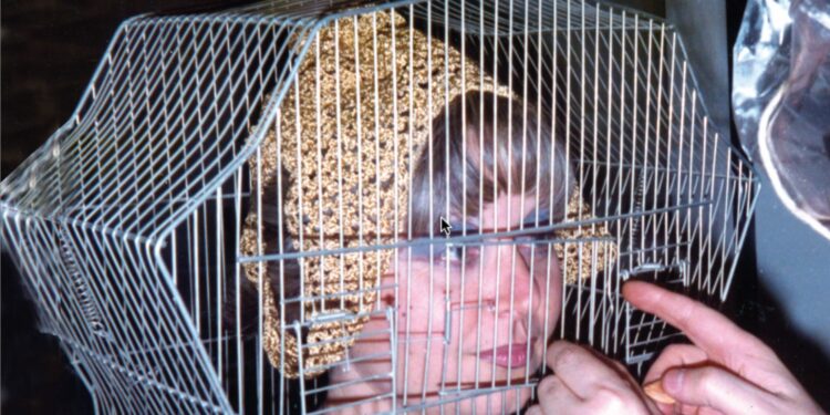 Tomaso Binga, "Donna in gabbia", 1975-2024