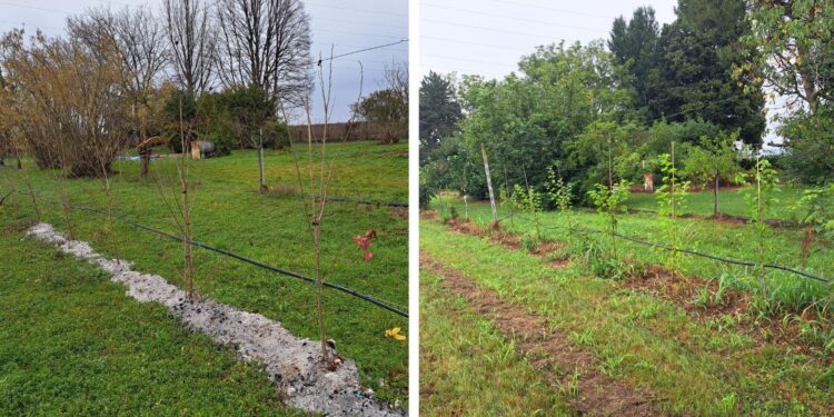 Piante di gelso bianco, parte del gelseto diffuso, azienda Pietro Spellini, foto di Anna Paini
