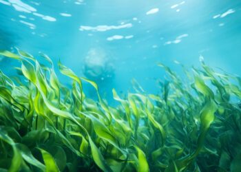 Photo credits: oksa_studio - Adobe Stock