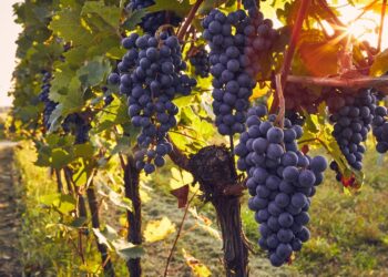 Photo Credits: @Rostislav Sedlacek - Adobe Stock